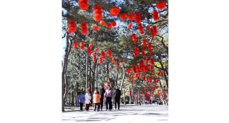 北京防治柏樹花粉過敏　新型花粉控制劑今春投入使用