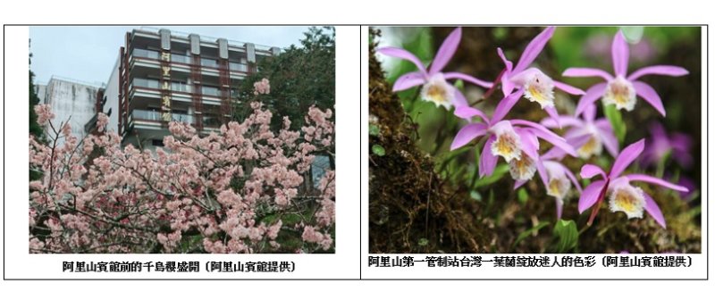 阿里山賓館攜手達人黃源明領路 漫遊水山療癒步道生態文化 新聞圖片