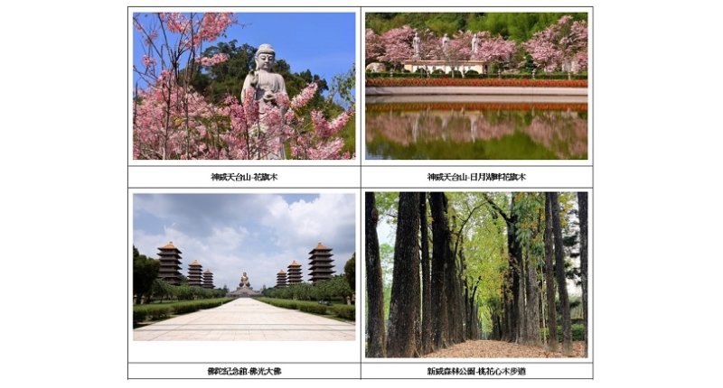 賞花祈福必遊! 浪漫「粉紅雨」花旗木盛開 迎接六龜最浪漫的季節 新聞圖片