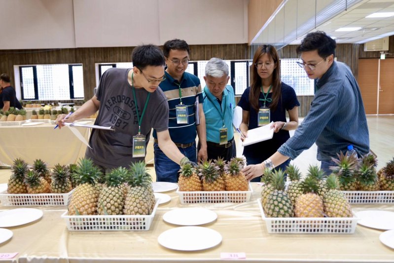 115年屏東優質金鑽鳳梨評鑑揭曉 林舜英摘冠 以18.6度榮登甜度王 新聞圖片