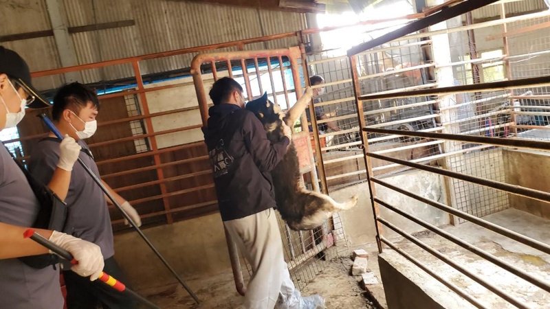 嘉縣近期查獲兩起犬隻疑遭割聲帶案已移送偵辦 新聞圖片