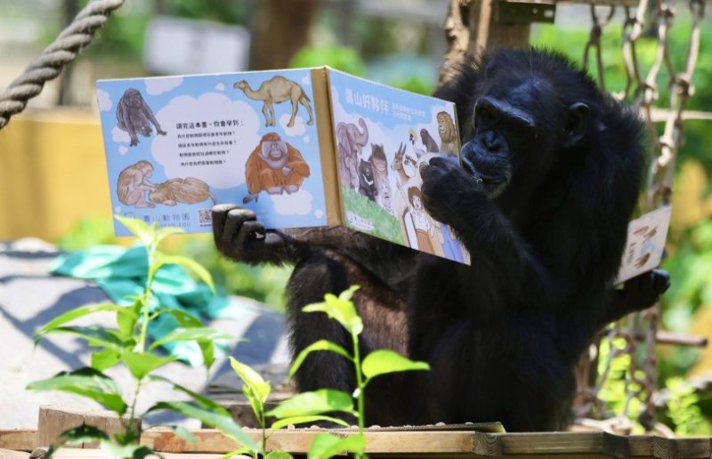 壽山動物園特製「藏食瓦楞紙書」 黑猩猩趣味讀報、看繪本 新聞圖片
