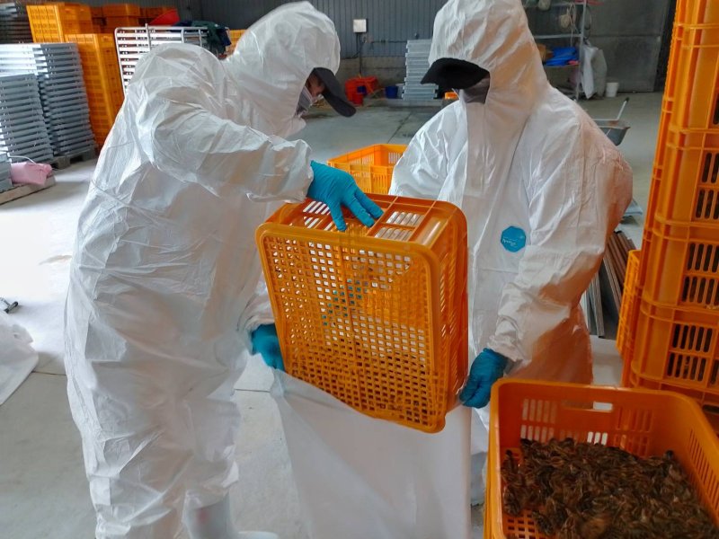 養禽業者主動通報鹽埔鄉鵪鶉場確診感染H5N1禽流感
