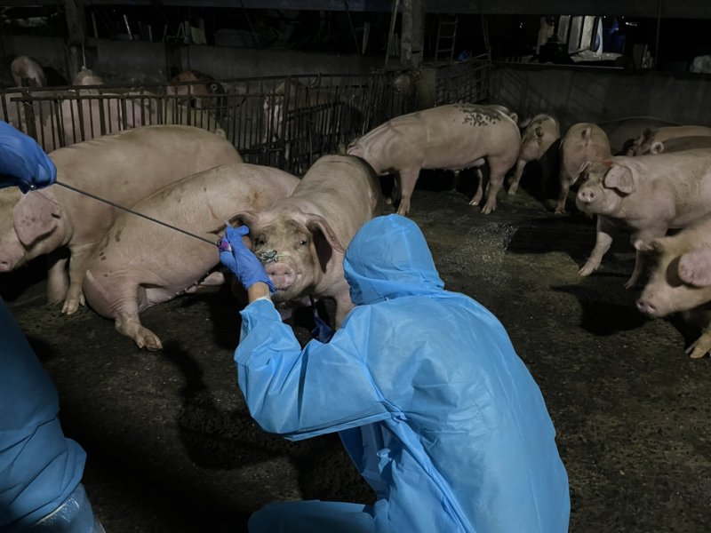 屏東縣九如未登記養豬場違法餵飼廚餘 重罰43萬元 防堵非洲豬瘟風險