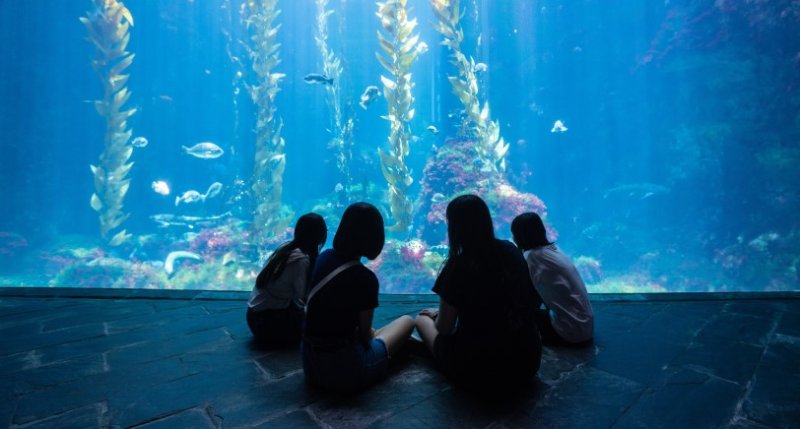 屏東海生館「海岸共聲」登場 用音樂與行動重新認識海洋 世界海洋日限定優惠 推夜宿四人同行一人免費