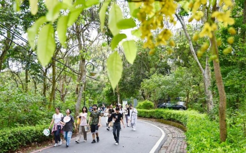 台南新化虎頭埤黃金花雨辦健走熱鬧登場