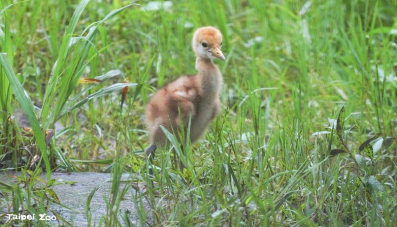 丹頂鶴寶寶快速成長中 北市動物園邀民眾把握歲修前探訪
