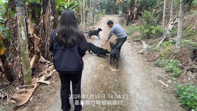 放養不是自由是失責 嘉縣飼主放養犬隻肇事 遭重罰5萬3千元並移送法辦
