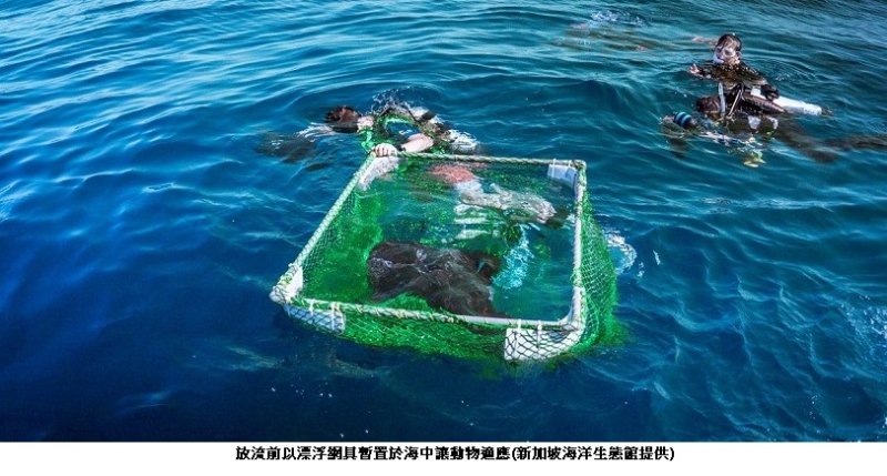高科大參與國際復育行動 完成臺灣首例波口鱟頭鱝跨國標識放流