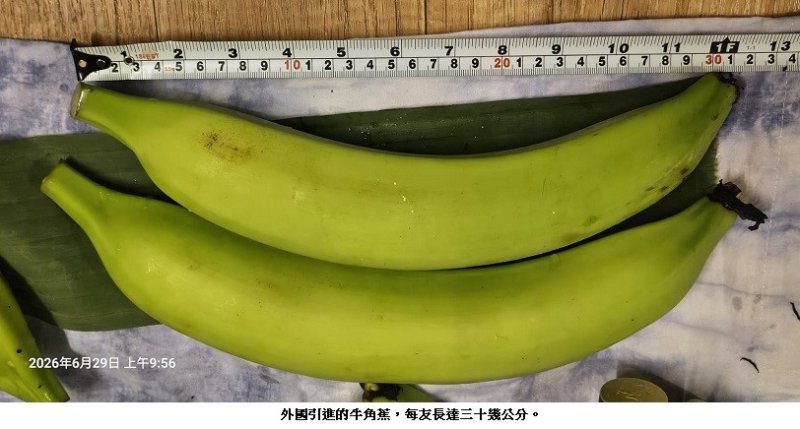 柴山老外歐瑪爾與牛角蕉共譜薩爾瓦多故鄉情