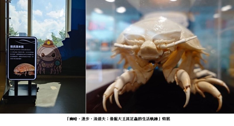 國研院  國資圖 科普特展開展 幽暗．漫步．清道夫：發掘大王具足蟲的生活軌跡