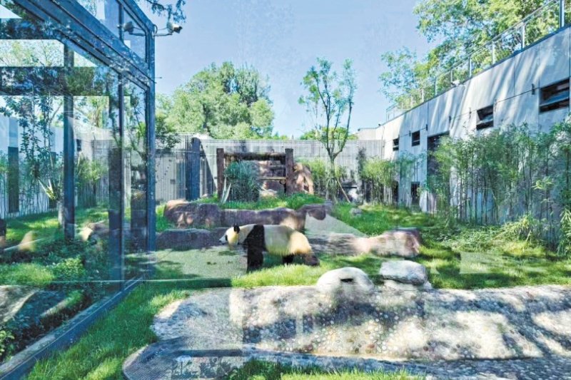 北京動物園打造全新熊貓館  四大主題展區還原野外棲地