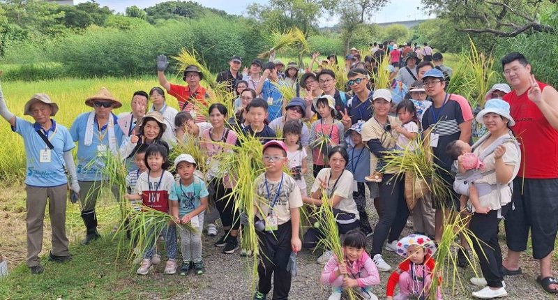 2026新北濕地割稻趣　500名額體驗城市農趣開放報名
