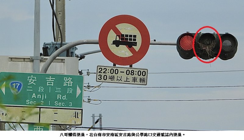 「加令巡便坑」