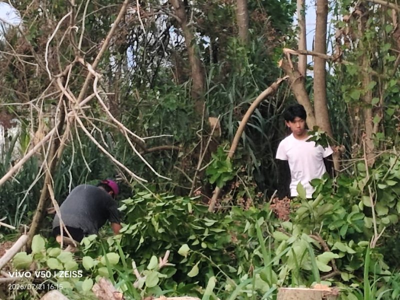 鹽埔鄉高工畢業生  暑假打工在自家田
