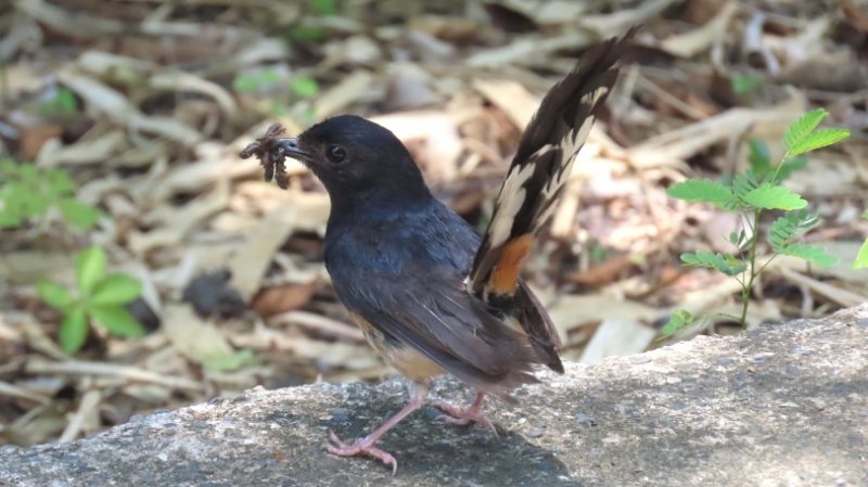 失寵的外來鳥「白腰鵲鴝」大量繁殖於超低海拔的林間