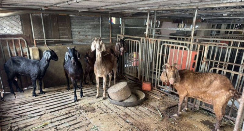 雲林縣首宗羊隻檢出戴奧辛超標  雲縣府定調單一事件 問題羊肉全數未流入消費市場