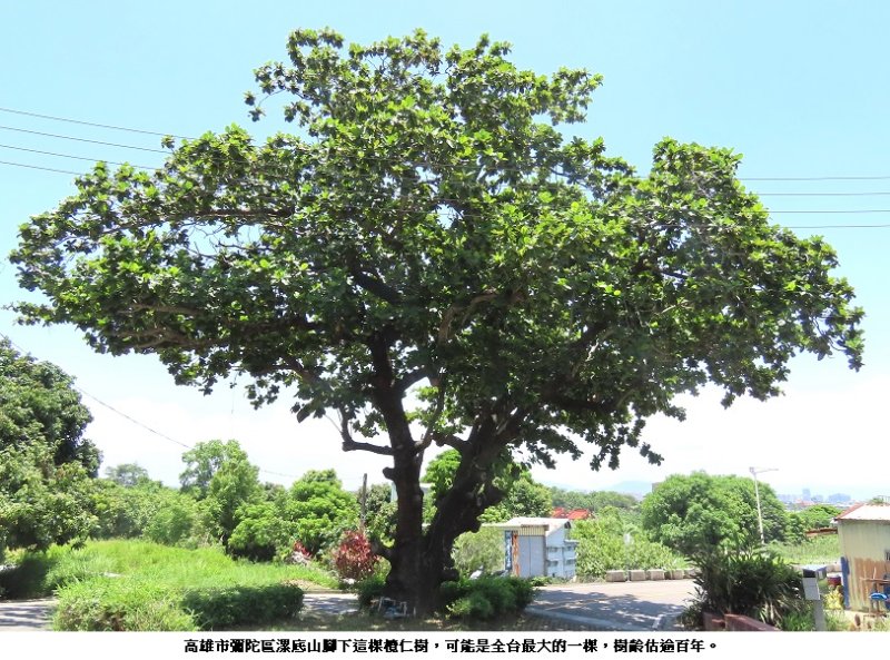 高雄市彌陀區「神木等級」的百年欖仁樹
