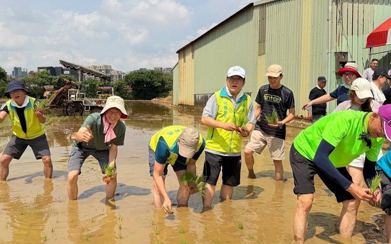 桃園郵局攜手在地青農！「郵愛田園」親子體驗插秧 認養稻田收成全捐弱勢