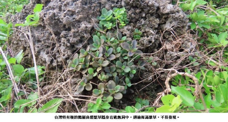 臺灣海岸線的微型珍寶：原生特有種植物「鵝鑾鼻燈籠草」