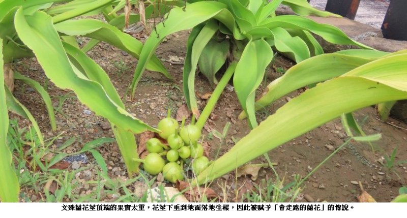 龜會騎黑托麥ＶＳ蘭花會走路的傳奇