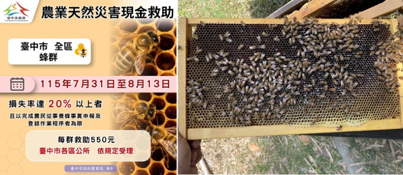 乾旱致蜂群蜜源缺乏受損　中市蜂農8/13前可申請現金救助