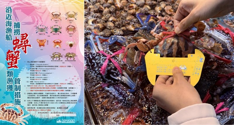 禁捕！禁售！禁拔卵！8/1至12/31 保護抱卵母蟹 一起守護你我的海洋