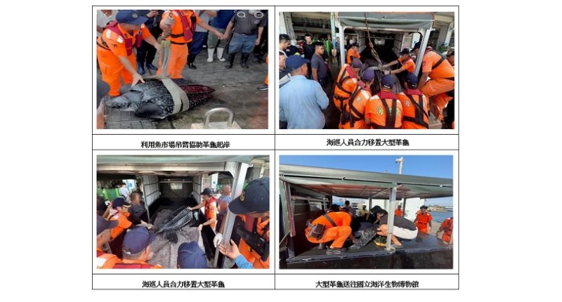 蚵子寮漁船誤捕大型革龜 海巡聯手海保署吊掛救援後送海生館照護