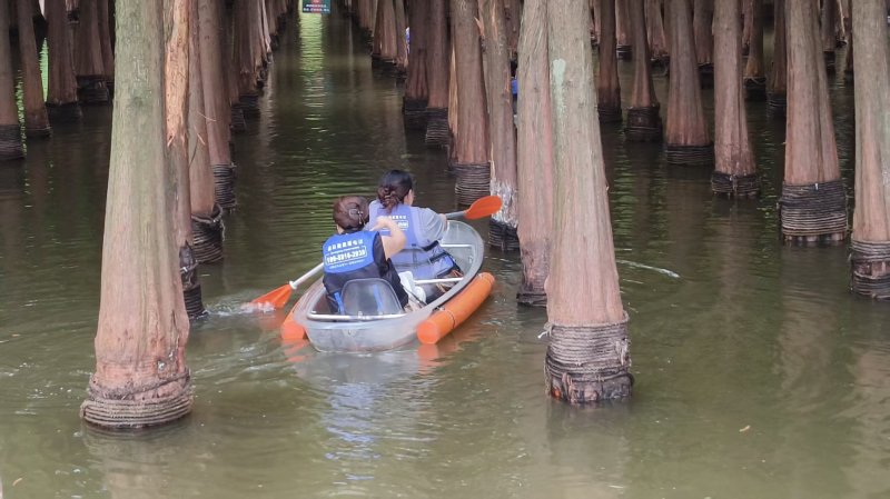 昆明滇池濕地探奇  水杉浸湖形成「水上森林」