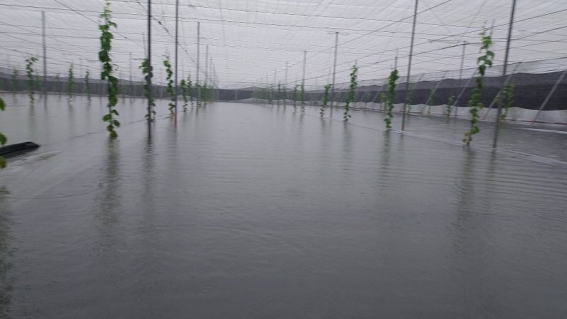 115年8月下旬豪雨災害農損救助金  屏縣部分鄉鎮簡化品項已發放