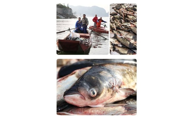 密雲水庫魚鮮美受青睞 北京魚王美食文化節迎金秋