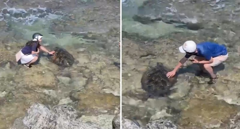 小琉球花瓶岩驚傳摸海龜！2名美籍遊客觸法  海巡艇夜間專案跨海押解送辦