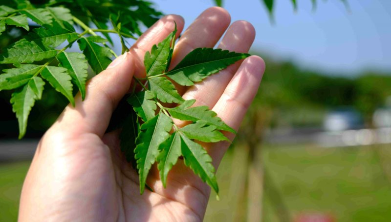 新北植樹微電影競賽開跑  邀全民用鏡頭記錄綠色故事